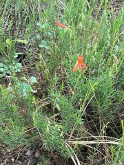 Penstemon pinifolius