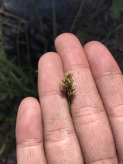 Divisae