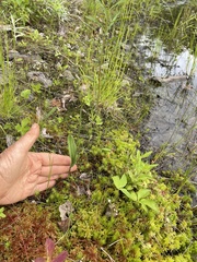 Platanthera clavellata