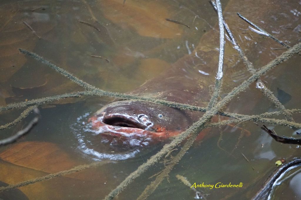Electric Eel