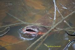 Electric Eel photo 1