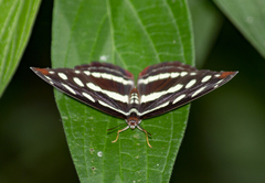 Catonephele mexicana
