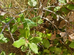 Acrometopa macropoda