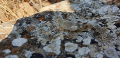 Oedipoda germanica meridionalis