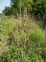 Nepeta curviflora