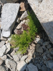 Cryptogramma cascadensis