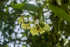 Epidendrum citrosmum