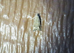 Epiblema abruptana