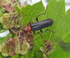 Cantharis livida
