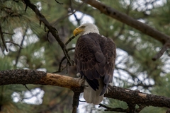 Haliaeetus leucocephalus leucocephalus