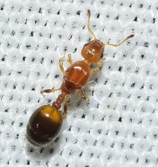 Temnothorax recedens