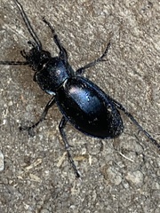 Carabus rothii