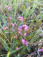 Erica gracilis