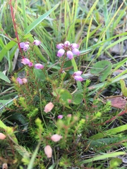 Erica gracilis