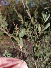 Aristaea thalassias
