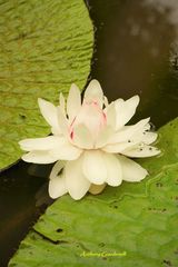 Victoria amazonica