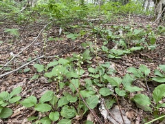 Pyrola elliptica