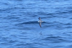 Pterodroma defilippiana