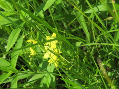 Lysimachia quadriflora