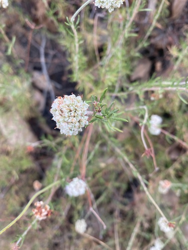 photo of California Buckwheat (Eriogonum fasciculatum)