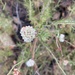 photo of California Buckwheat (Eriogonum fasciculatum)