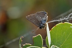 Satyrium saepium