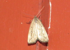 Macrochilo hypocritalis