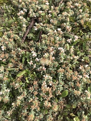 Pimelea carnosa