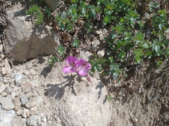 Epilobium obcordatum