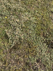 Pimelea carnosa