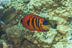 Centropyge loriculus