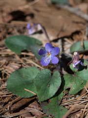Viola villosa