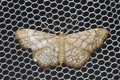 Idaea moniliata