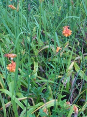 Hemerocallis fulva kwanso