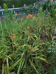 Hemerocallis fulva kwanso
