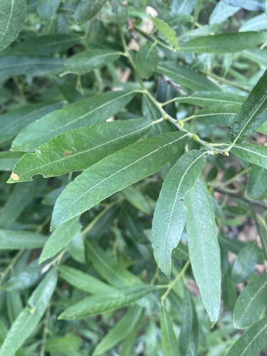 photo of Arroyo Willow (Salix lasiolepis)