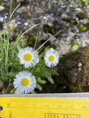 Erigeron philadelphicus provancheri
