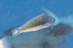 Pseudocoris yamashiroi