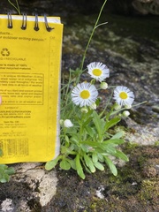 Erigeron philadelphicus provancheri