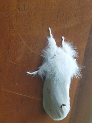 Euproctis chrysorrhoea