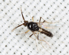 Stilobezzia antennalis