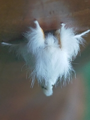 Euproctis chrysorrhoea