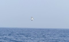 Pterodroma defilippiana