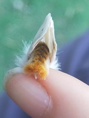 Euproctis chrysorrhoea