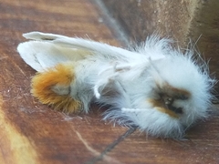 Euproctis chrysorrhoea