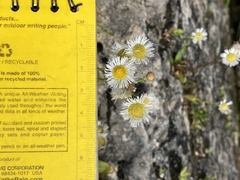 Erigeron philadelphicus provancheri