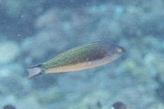 Pseudocoris yamashiroi