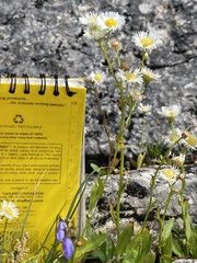 Erigeron philadelphicus provancheri