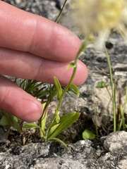 Erigeron philadelphicus provancheri
