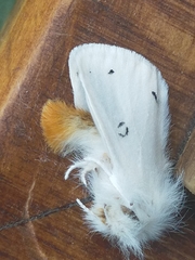 Euproctis chrysorrhoea